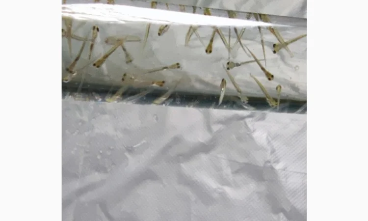 Личинка амура, білого товстолоба та гібрида Б.Т. в сторону білого - фото № 6