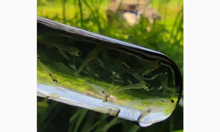 Личинка амура, білого товстолоба та гібрида Б.Т. в сторону білого - фото № 8