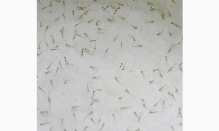 Личинка амура, білого товстолоба та гібрида Б.Т. в сторону білого - фото № 1