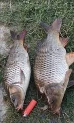 В продажі риба мальок і для спортивної риболовлі - фото № 2