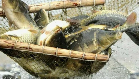 Продаж живой риби Форель, судак, лящь - фото № 1