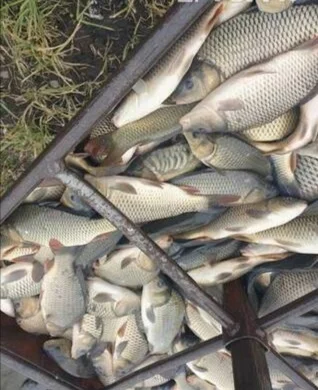 Продаж живой риби Форель, судак, лящь - фото № 2