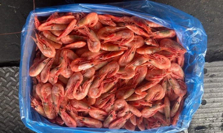Продам креветку 90-120 Канада - фото № 1