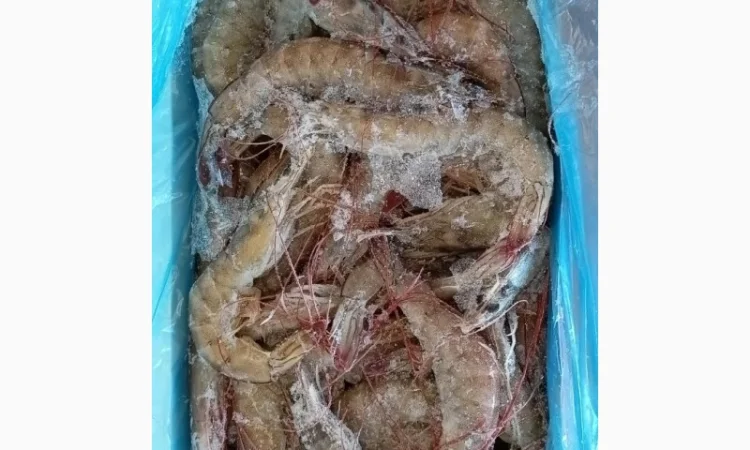 Продам креветку 50-60 Эквадор, Promarosa - фото № 1