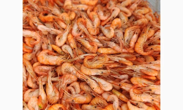 Продам черноморскую креветку - фото № 1