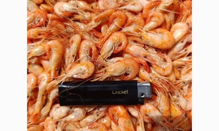 Продам черноморскую креветку - фото № 2