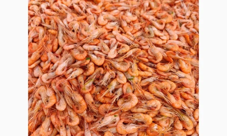 Продам черноморскую креветку - фото № 3