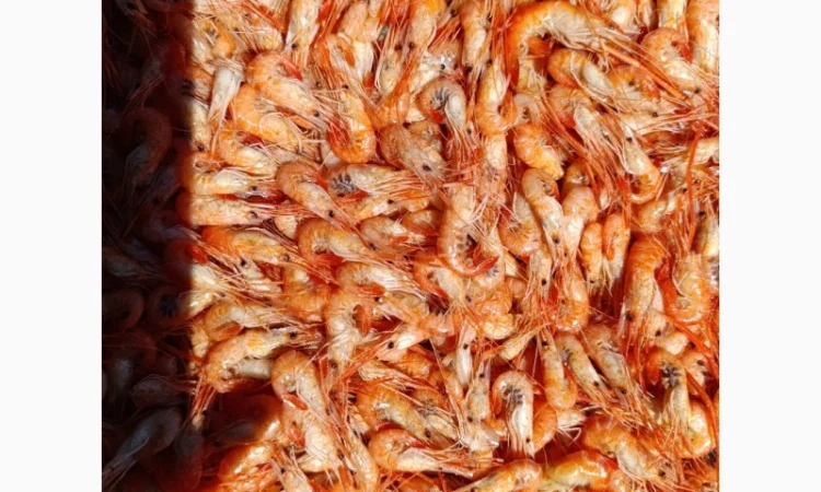 Продам черноморскую креветку - фото № 5