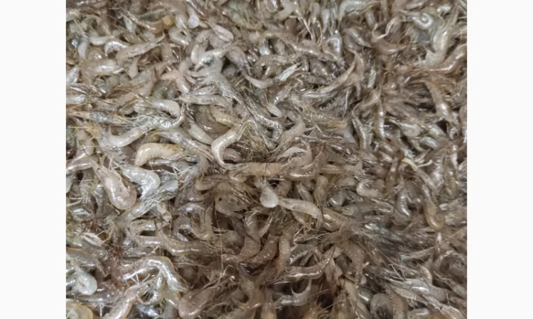 Продам креветки - фото № 1