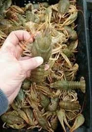 Раки живі та варені за домовленістю - фото № 1