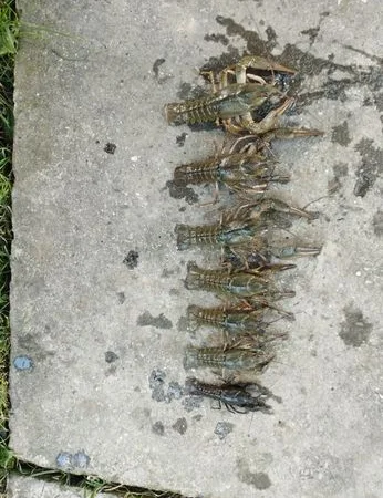 Раки живі та варені за домовленістю - фото № 3