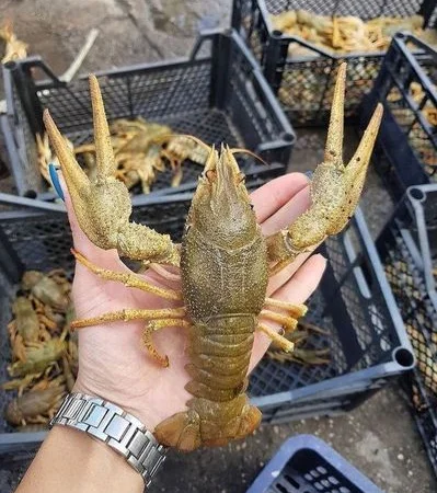 Продам живі раки - фото № 4