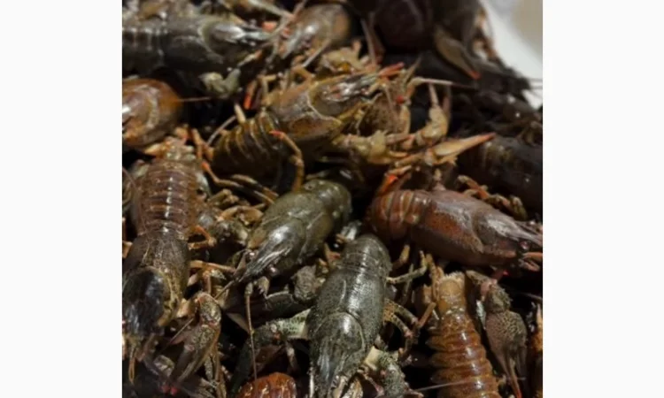 Раки живі та варені - фото № 1