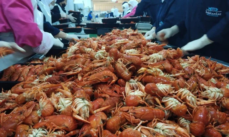 Замороженные вареные целые раки в рассоле с укропом - фото № 2