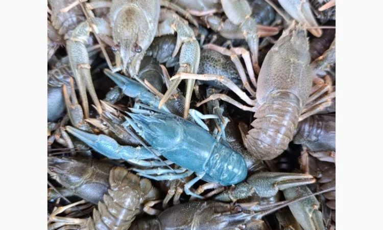 Купуємо раки - фото № 1