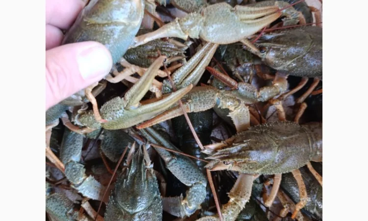 Купуємо раки на постійній основі - фото № 1