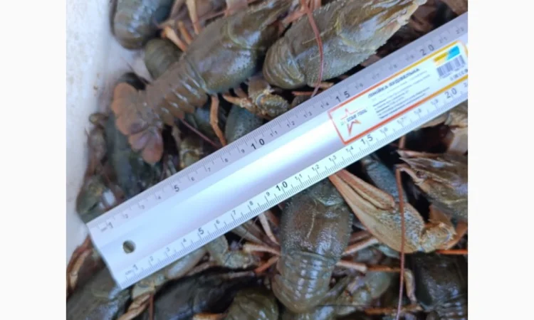 Продам раки - фото № 2