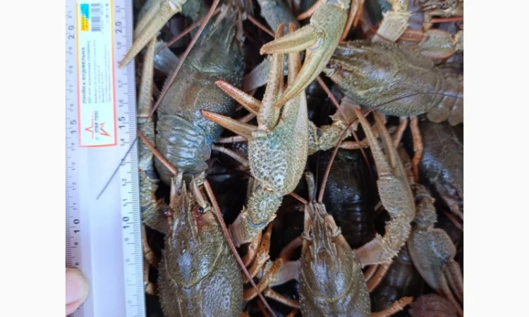 Продам раки - фото № 3