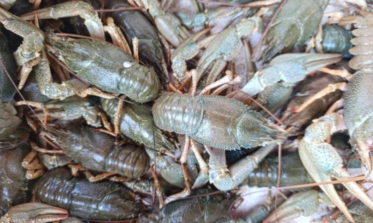 Продам раки - фото № 5