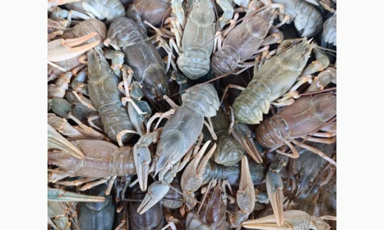 Куплю живые раки - фото № 1