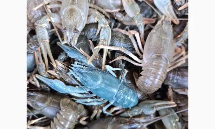 Куплю живые раки - фото № 2