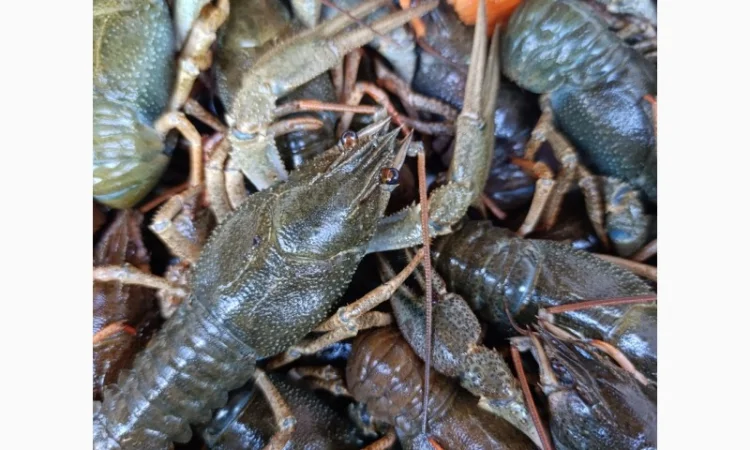 Куплю живые раки - фото № 3