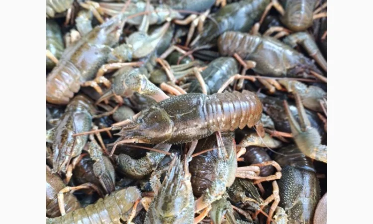 Купуємо раки живі - фото № 1