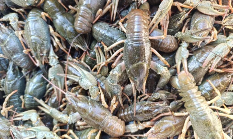 Купуємо раки живі - фото № 2