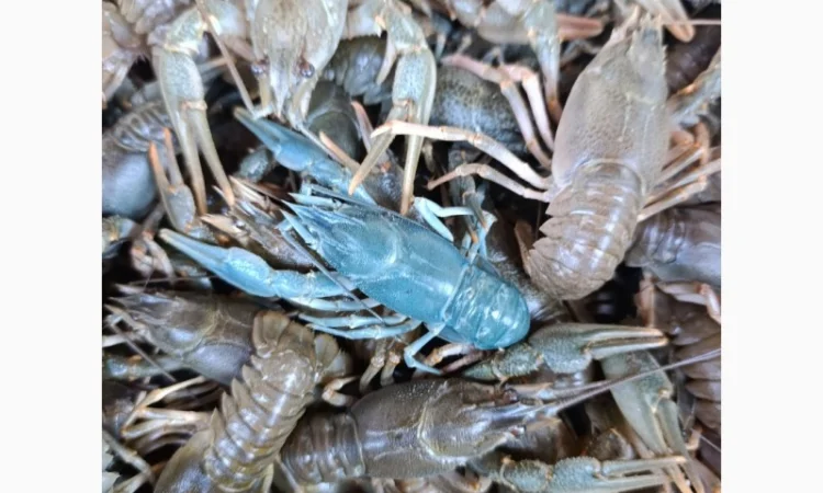 Куплю живі раки - фото № 1