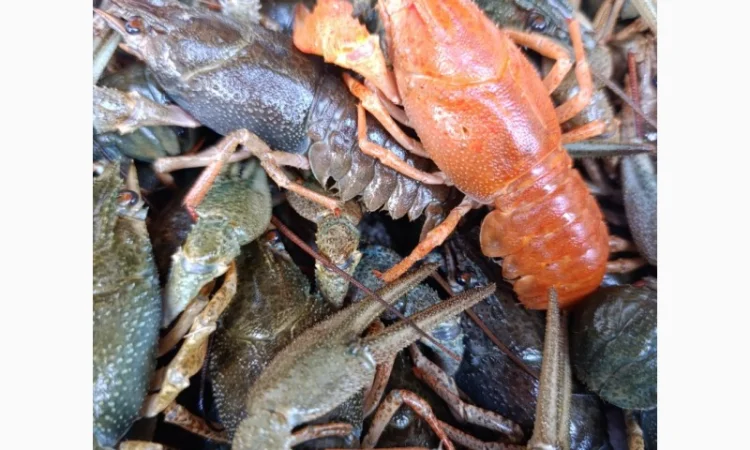 Куплю живі раки - фото № 3