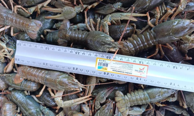 Куплю річкові раки - фото № 1