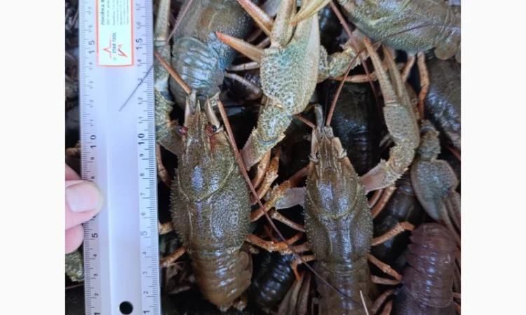 Куплю раки - фото № 1