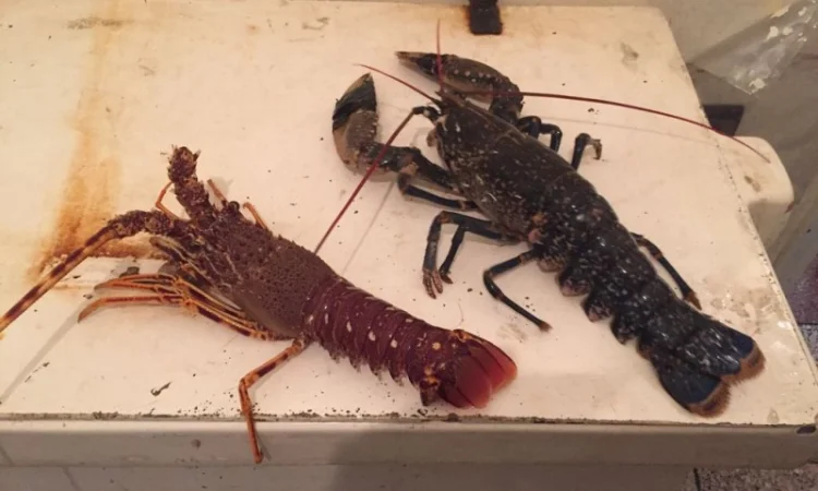 Лобстеры из Мароккко - фото № 1