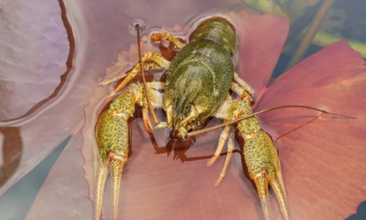 Купуємо живий річковий рак - фото № 1