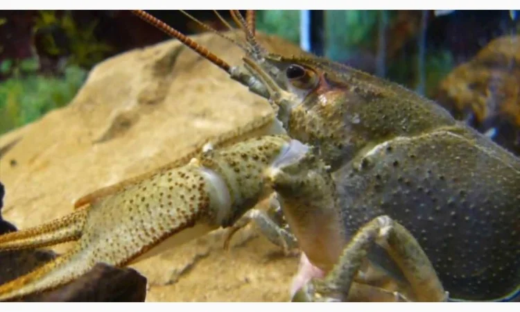 Куплю речного рака оптом - фото № 1