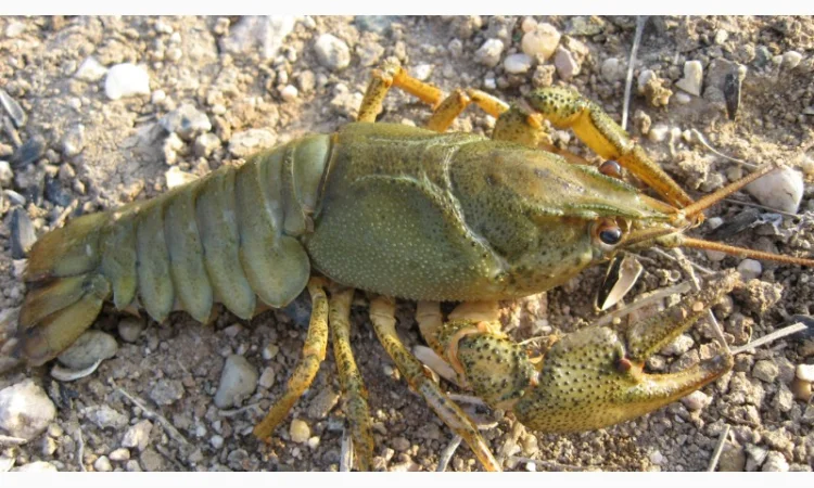 Покупаем живого рака - фото № 1