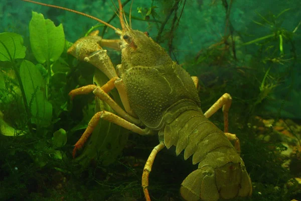 Ищем поставщиков живого рака - фото № 1