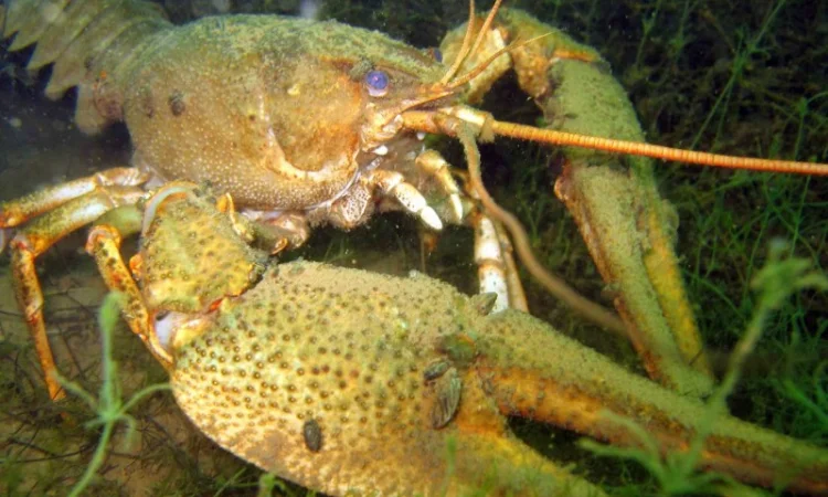 Закупаем речных раков - фото № 1