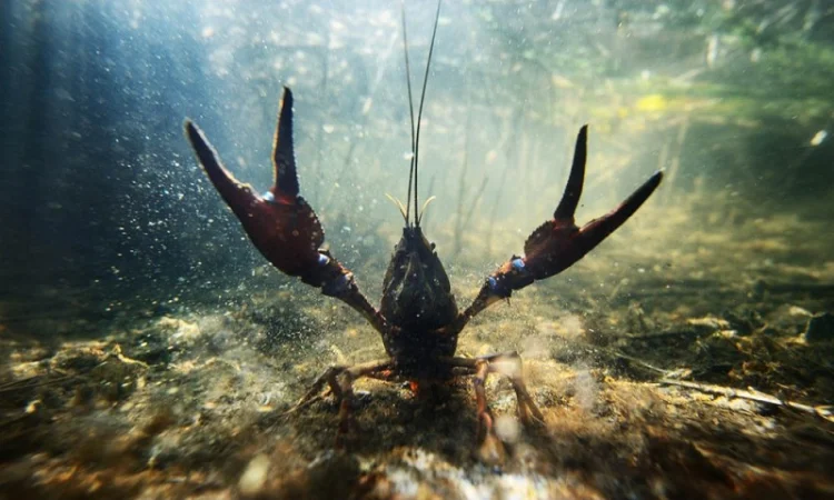 Приглашаем к сотрудничеству рыбаков и заготовителей раков - фото № 1