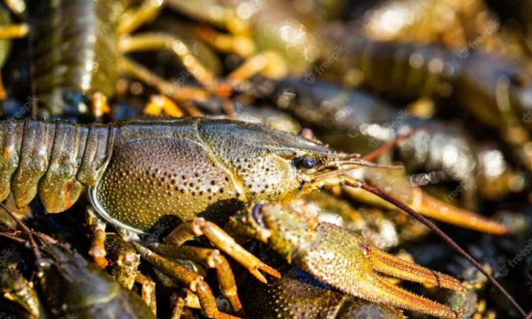 Купляємо річкового рака - фото № 1