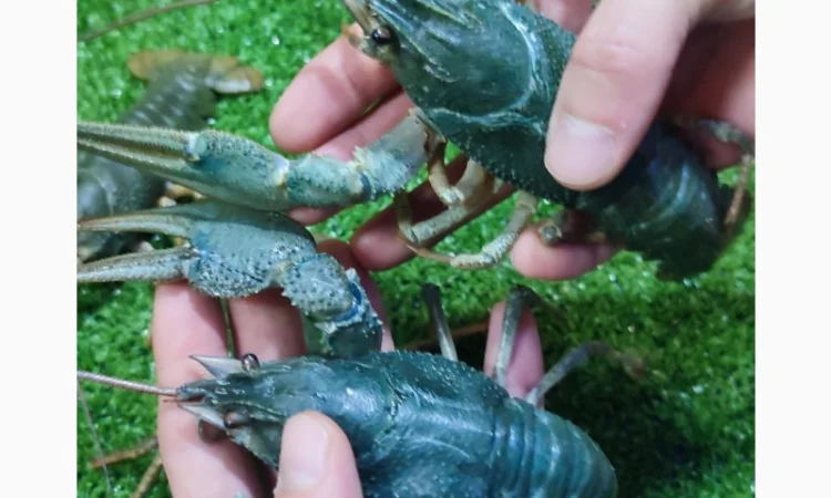 Раки живые и вареные - фото № 2