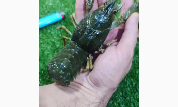 Раки живые и вареные - фото № 3