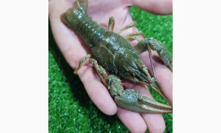 Раки живые и вареные - фото № 4