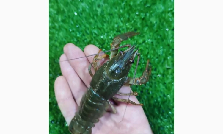 Раки живые и вареные - фото № 5