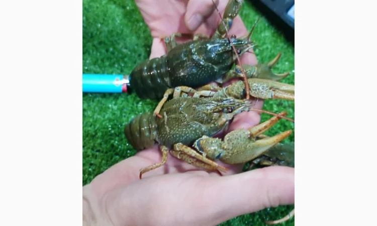 Раки ОПТ - фото № 4