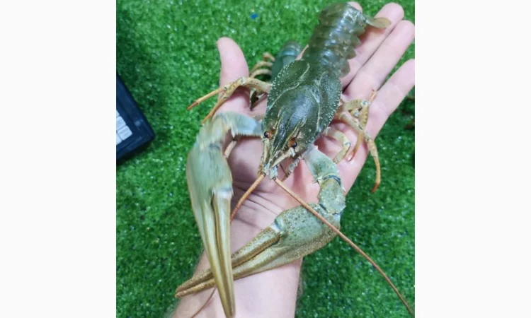 Раки ОПТ - фото № 5