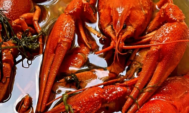 Раки ОПТ - фото № 6