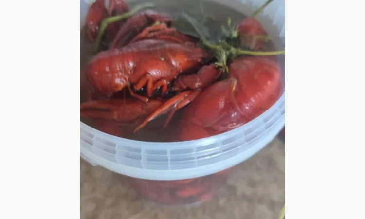 Раки ОПТ - фото № 9