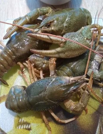 Продам раки оптом - фото № 1