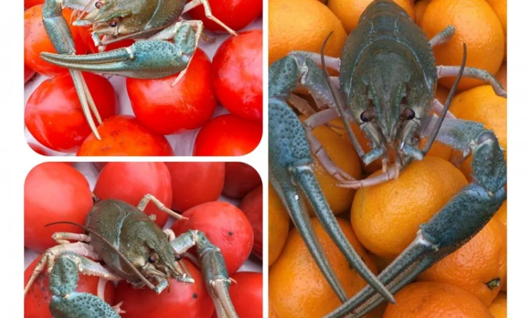 Куплю раки. Дорого - фото № 2